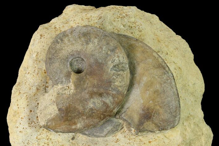 Two Bathonian Ammonite (Oxycerites) Fossils - France #152712